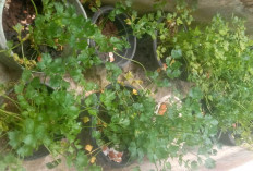 Lahan Sempit, Seledri Tumbuh Subur dalam Pot