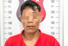  Tiga Sekawan Panen Ratusan Jenjang Buah Sawit di Area Perkebunan PT CCL Banyuasin, Satu Pelaku Ditangkap Dua 