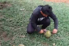 Musim Panen Durian Lahat Dimulai, Petani Mulai Rasakan Hasilnya