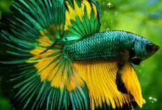 5 Mitos Umum Seputar Ikan Cupang, Benarkah Hanya Bisa Hidup Sendirian? 