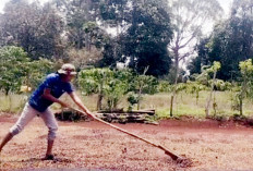 Musim Panen, Petani Kopi Empat Lawang Khawatir Harganya Turun Lagi