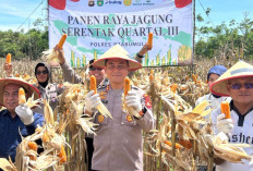 2026, Polres Prabumulih Garap 40,5 Ha Jagung