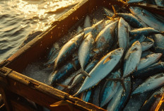 Berikut 8 Manfaat Ikan Kembung untuk Kesehatan dan Efek Sampingnya