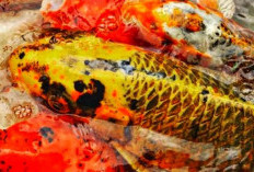Catat, Inilah 10 Jenis Ikan Koi yang Cantik dengan Corak dan Warna yang Unik, Kamu Pilih yang Mana? 