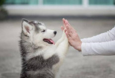 Kenapa Islam Melarang Memelihara Anjing Tanpa Tujuan yang Dibenarkan