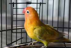 Mengapa Harga Burung Lovebird Bisa Selangit? Inilah Rahasia di Balik Keindahan dan Prestasinya