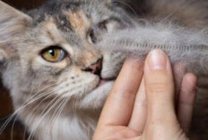 Waspada Alergi hingga Penyakit Serius: Inilah Panduan Menghadapi Bahaya Bulu Kucing dengan Bijak!