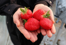 Tak Hanya Viral, Ini Sederet Manfaat Strawberry Korea Bagi Kesehatan