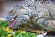 7 Kiat Praktis Memberi Makan Iguana dengan Nutrisi Optimal, Dijamin Sehat!