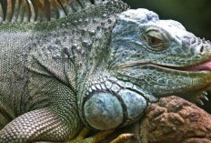 Yuk Menjelajahi Kepribadian Iguana, Ternyata Punya Sifat dan Karakteristik Seperti Ini!