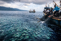 Jangan Melaut atau Mancing Sembarangan! Ini Waktu Rahasia Saat Ikan Paling Rakus