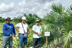 Wujudkan Desa Lumbung Beras, PAD Plasma Sawit