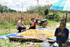 KETAHANAN PANGAN  Hasilkan 1,5 Ton Jagung Pipil
