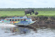 Hadirkan Satwa Gajah Sumatera, Desa Air Gading, Muara Padang, Kabupaten Banyuasin 