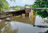 Diterjang Eceng Gondok Karena Sungai Meluap Rumah Nenek Nur Yani Roboh di Desa Belanti 