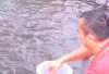  Hasilkan Cuan dan Kebutuhan Keluarga, Budidaya Ikan Patin masih Idola