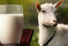 Seberapa Aman Konsumsi Susu Mentah? Ini Kata Para Ahli