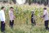 Siap Hasilkan Panen Raya Jagung   //Perkuat Ketahanan Pangan