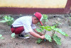 Keren! Siswa SD Ini Belajar Bertani dan Panen di Sekolah