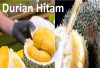 Ochee Si Durian Duri Hitam, Rasa Pahit Legit Harga Selangit 