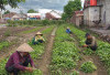 Dekat Rumah, Permudah Perawatan, Manfaatkan Pekarangan Jadi Kebun Bayam