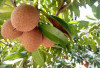 10 Manfaat Buah Sawo bagi Tubuh Kita: Manis Alami yang Menyehatkan