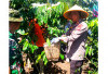 Dongkrak Ekonomi Petani Lada dan Kopi
