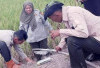 Pengemposan, Cara Mudah dan Murah Berantas Tikus Sawah di Ogan Ilir