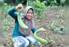 Petani Milenial Linda Qiara Pamer Panen Oyong Raksasa di Empat Lawang