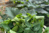 Kini Tak Perlu Lagi Beli di Pasar, Sayur Katuk Petik di Kebun