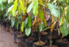 Panduan Praktis Budidaya Durian Unggul: Tips Berbuah Cepat dan Berkualitas!
