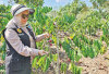 Kabupaten Lahat Penghasil Kopi Robusta di Sumatera Selatan, Ini Produksi dan Sentra Perkebunan