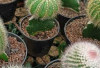 Tips Sederhana Merawat Kaktus Mini agar Tumbuh Subur, Cobain Yuk Bun!