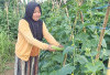 Panen Cuan dari Kebun Mentimun