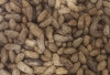9 Manfaat Kacang Tanah untuk Kesehatan Tubuh, Diantaranya Bisa  Cegah Katarak