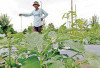 Ini Alasan Petani Pilih Tanam Terong Hijau Lalap