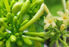Bunga Pepaya, Sayuran Kecil yang Kaya Antioksidan dan Vitamin! Ini Bukti Ilmiahnya