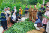 Poktan Jaya Bersama Panen Timun