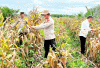 Target Panen 36 Ton Jagung Pipil