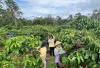 Dibalik Kemakmuran dan Kesejahteraan Petani Kopi Tebat Benawa Pagaralam