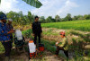Tanaman Kering, Waspada Serangan WBC