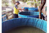 Tak Hanya Dikonsumsi, Hasil Bisa Dijual, Ubah Pekarangan Jadi Kolam Ikan