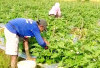 Minim Air, Sawah Disulap Jadi Kebun Terong Lalap