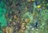 Pulau Macan: Surga Snorkeling Dekat Jakarta, Penikmat Keindahan Laut Wajib Bamget Nih Dikunjungi!