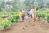 Semai Ketahanan Pangan Bersama Petani