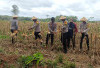 Panen Jagung Hybrid di OKI, Hasilnya Langsung Didistribusikan ke Bulog