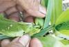 Hama Ulat Serang Tanaman Jagung