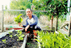 Ingin Sayur Segar,  Petik di Depan Rumah