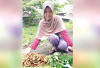  Mampu Hasilkan 2 Kg Kunyit, Bisa Tambah Penghasilan