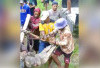 Modal Kayu-Tambang,  Warga Tangkap Buaya